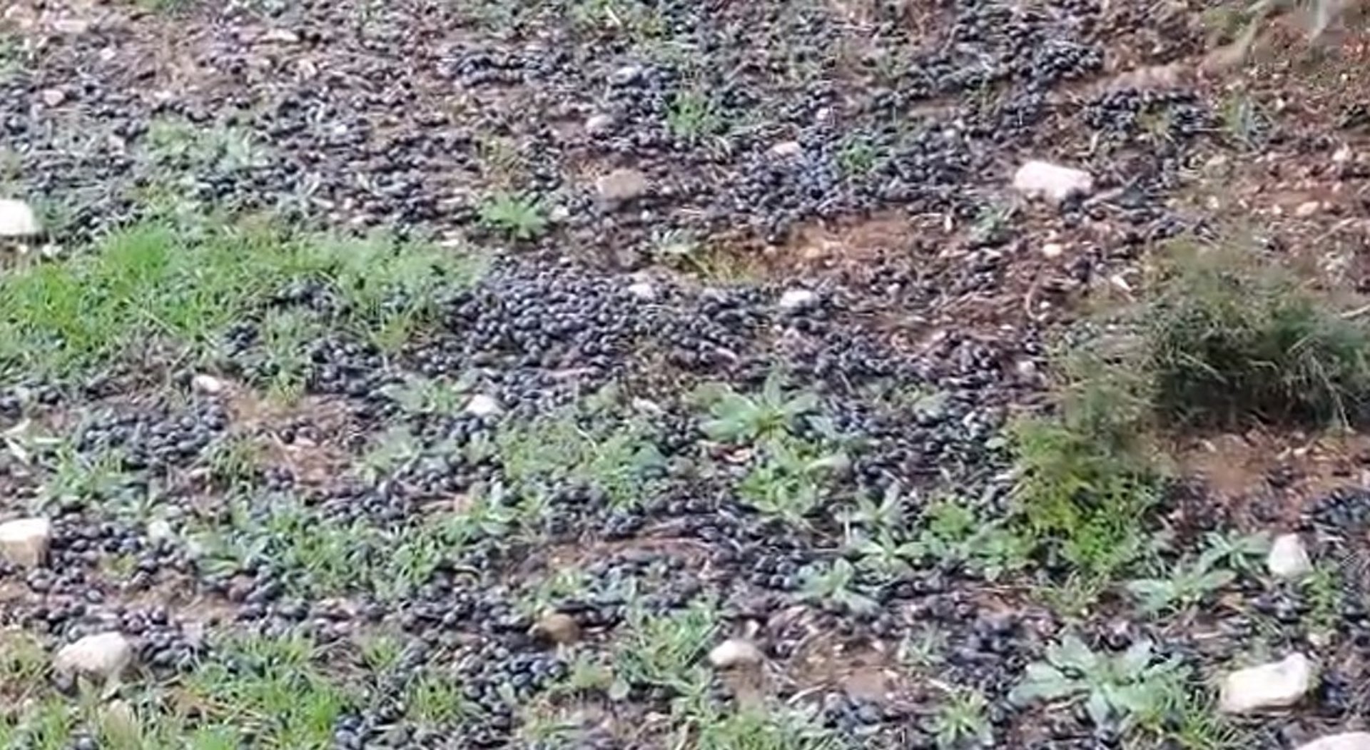 Asociaciones agrarias apuntan a incidencia en olivar y ganadería y reclaman medidas