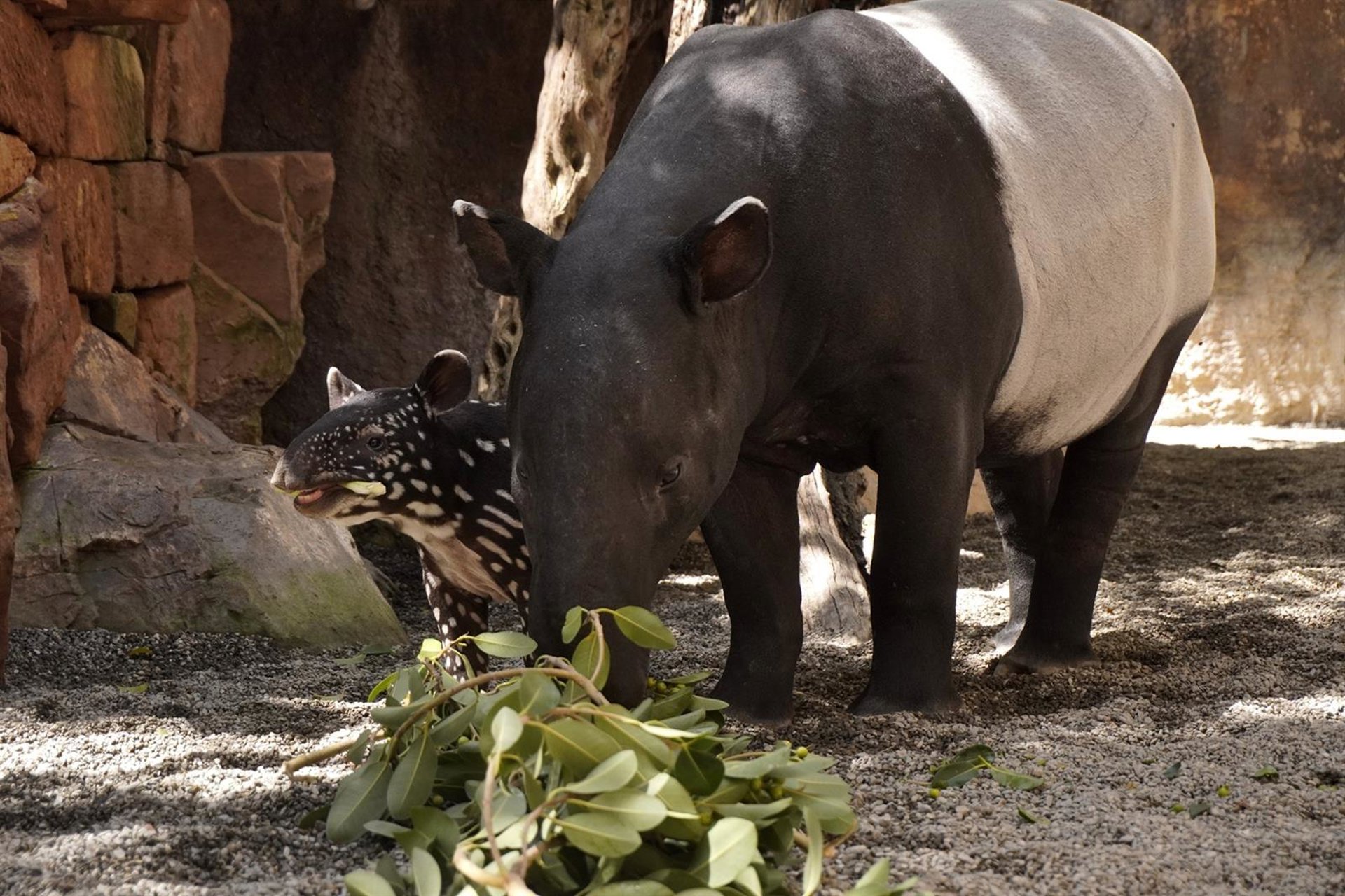 Fallece Rawa, la hembra de tapir malayo de Bioparc Fuengirola