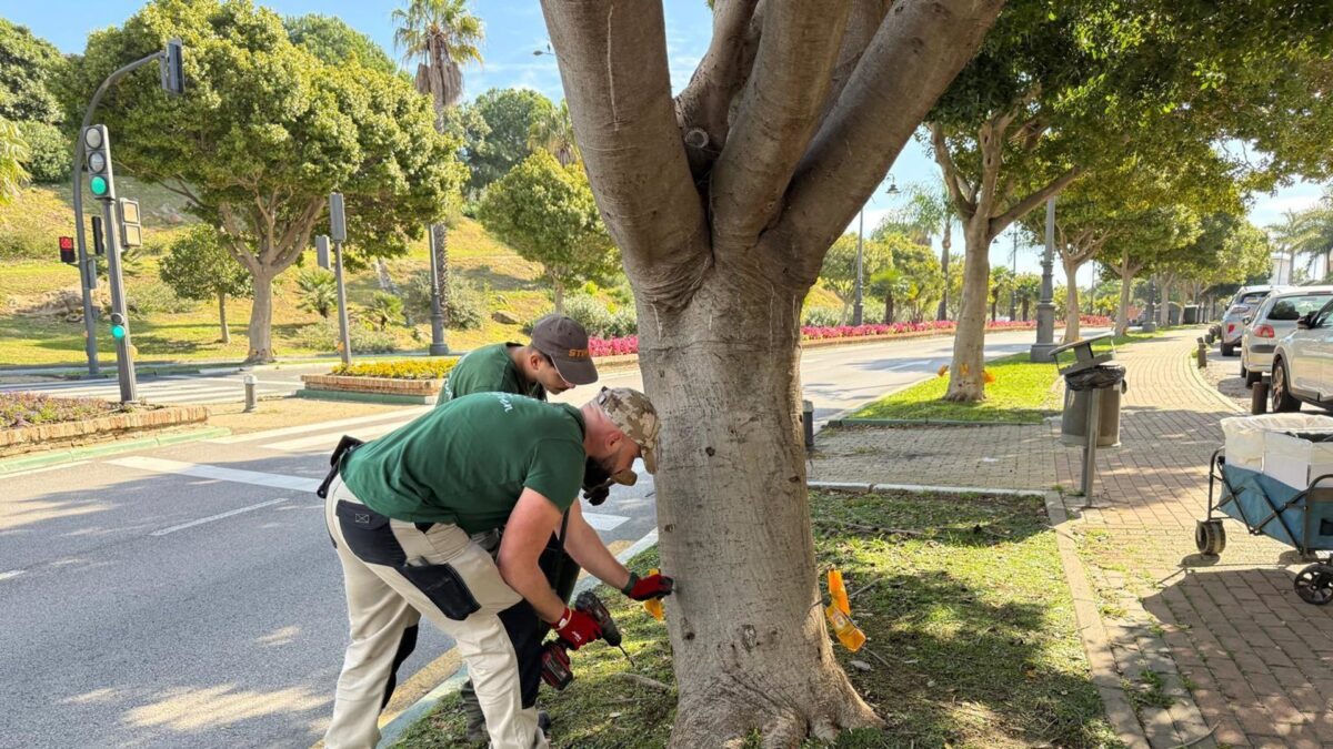 Ayuntamiento de Estepona aplica un tratamiento sostenible a más de medio millar de ficus contra plaga de psila