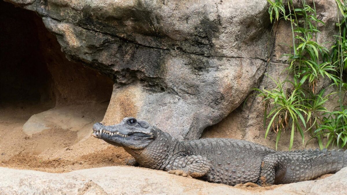Llega a Bioparc Fuengirola un nuevo macho del cocodrilo más pequeño del planeta