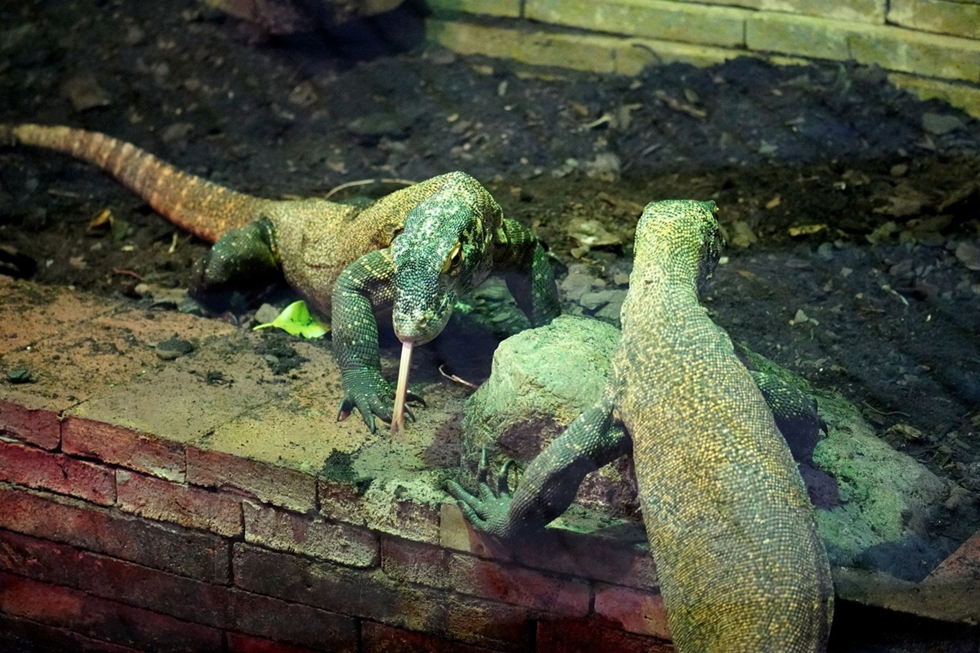 Los dragones de Komodo de Bioparc Fuengirola dan su primer paso fuera del parque
