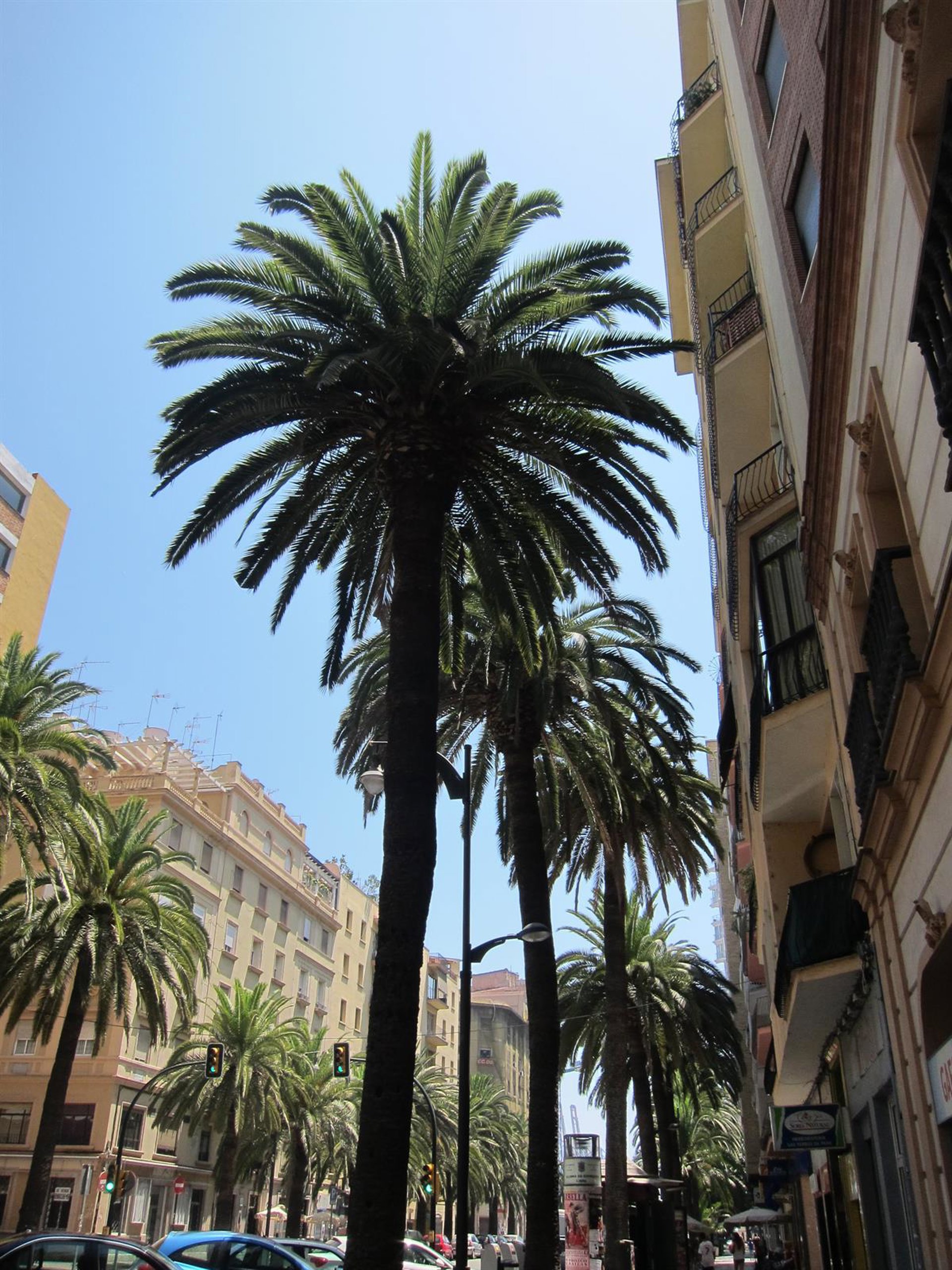 Ayuntamiento de Málaga sustituirá cuatro palmeras del Parque y plaza de la Marina afectadas por picudo rojo