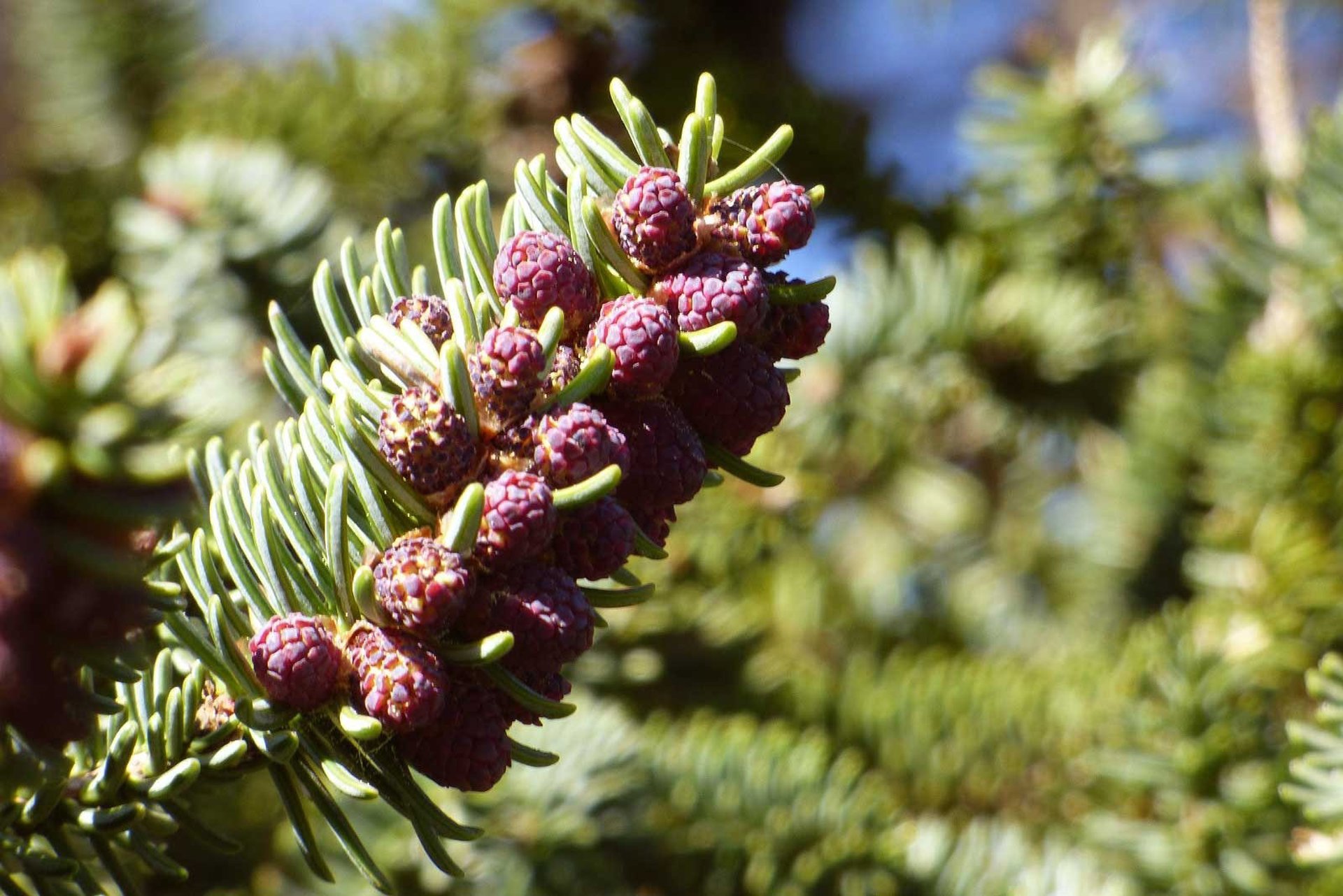 Expertos de la UMA monitorizan por primera vez la polinización del pinsapo y su respuesta al cambio climático