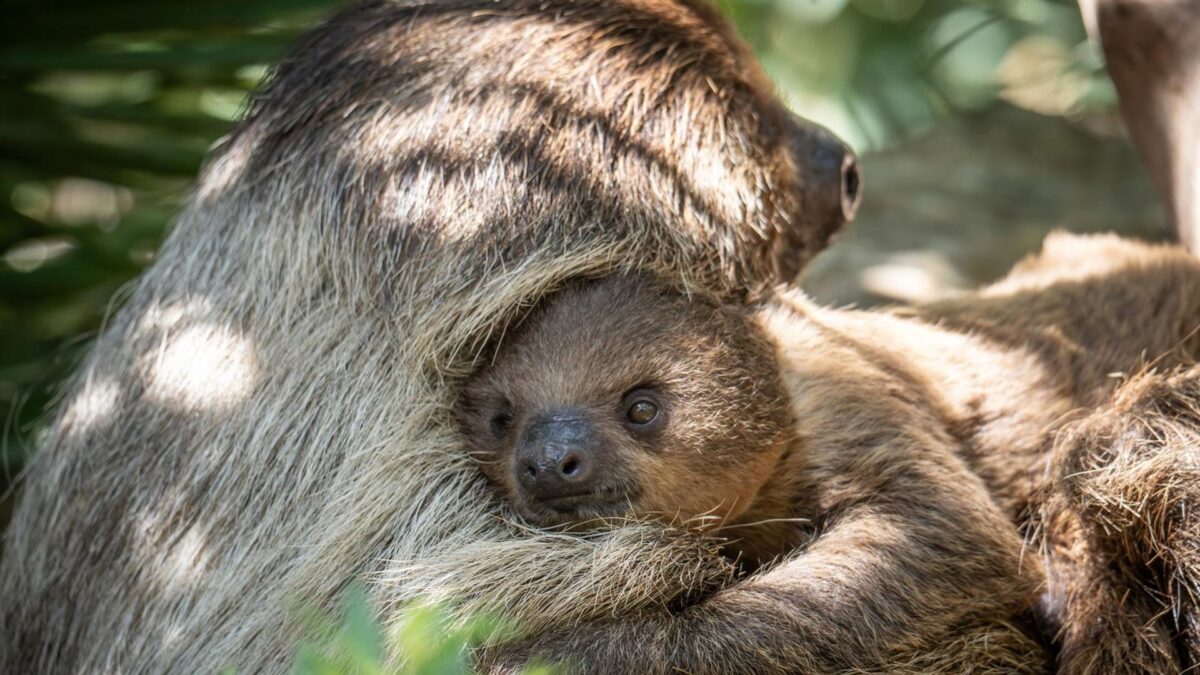 Bioparc Fuengirola abre una votación pública para elegir nombre de la cría de perezoso nacida, que es hembra
