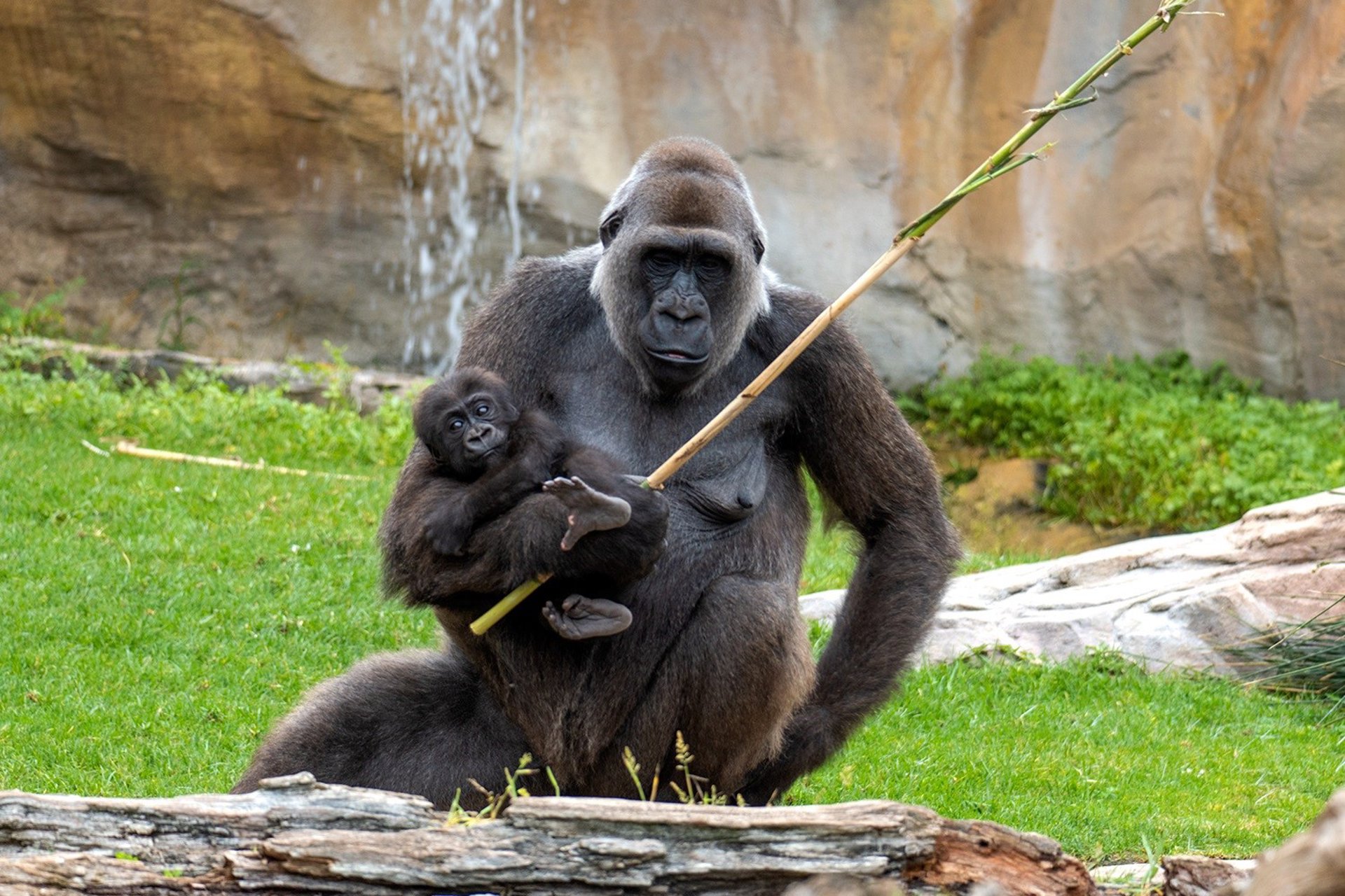 Bioparc Fuengirola celebra 25 años y destaca la transformación que cambió la forma de entender los zoológicos