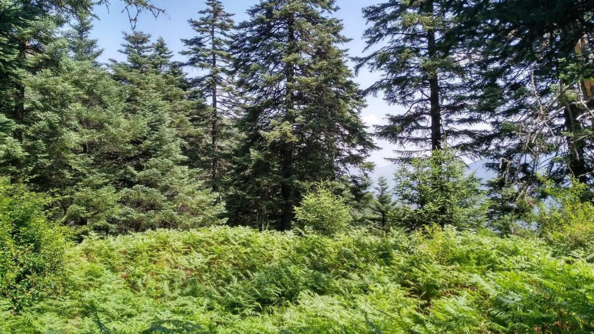 Diputación se suma a un proyecto europeo para que Sierra Bermeja sea laboratorio contra incendios forestales