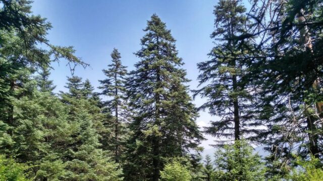 Diputación se suma a un proyecto europeo para que Sierra Bermeja sea laboratorio contra incendios forestales