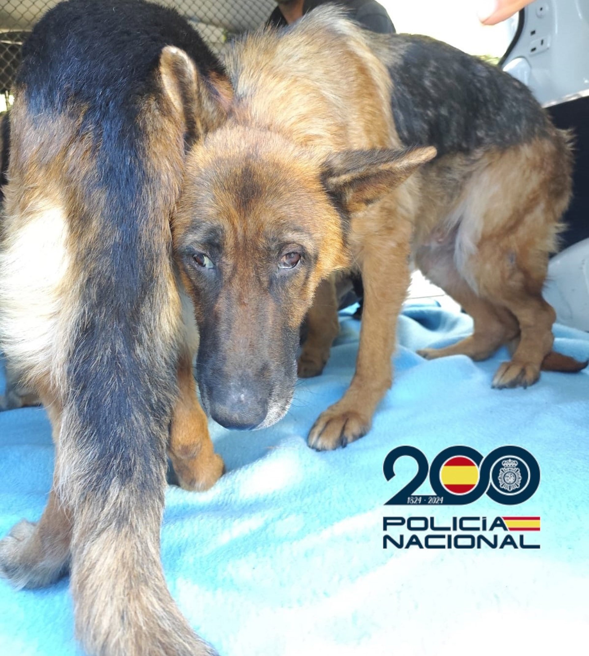 Dos detenidos por maltrato animal tras descubrir un criadero y liberar 300 perros y gatos