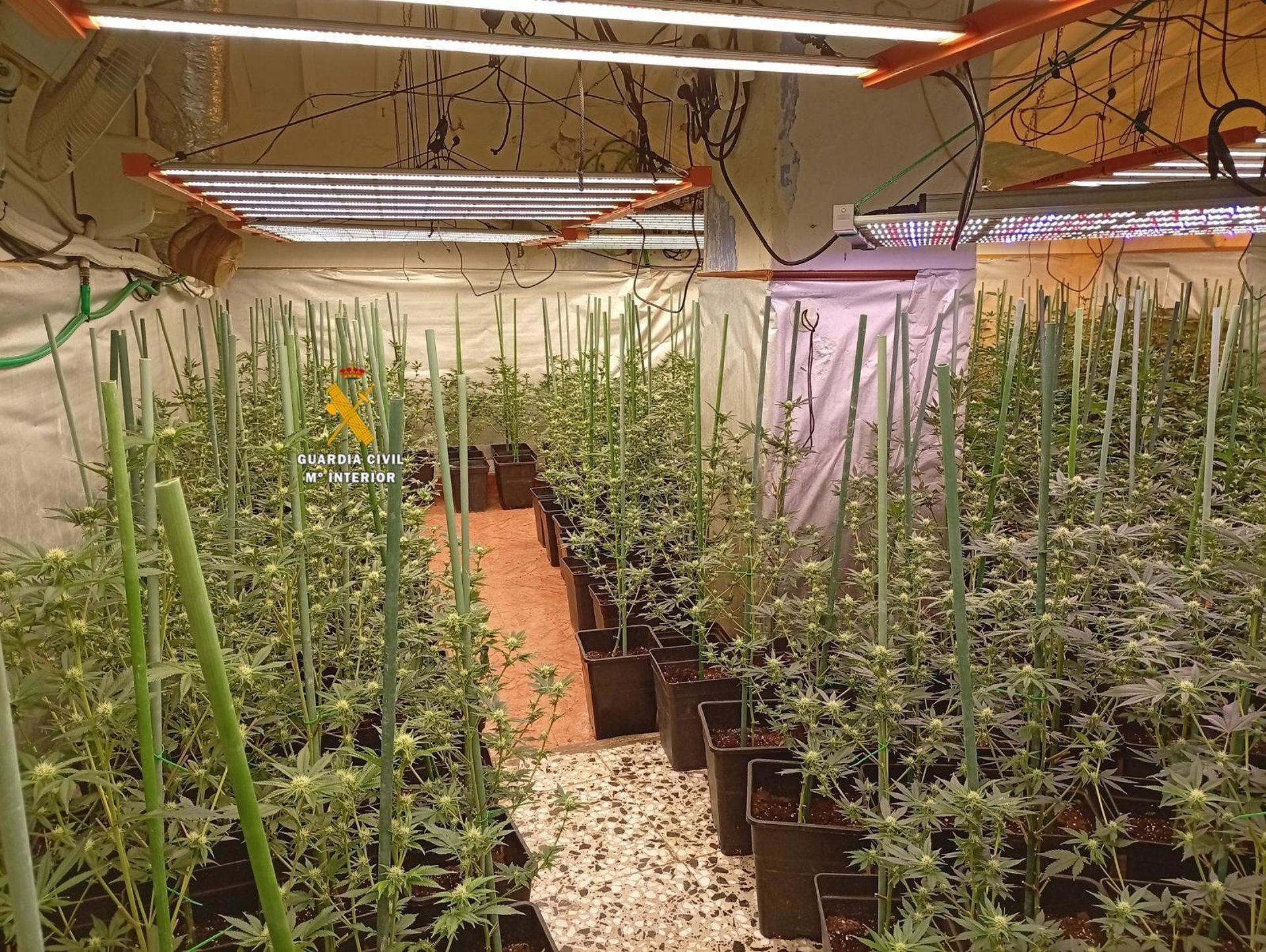 Dos detenidos tras intervenir 374 plantas de marihuana y cogollos en Benamargosa