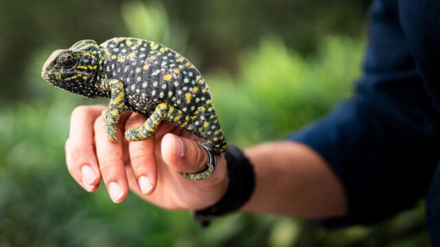 El programa de recuperación del camaleón logra la reintroducción de 1.156 ejemplares desde 2011