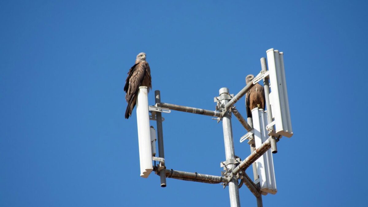 Investigadores de la UMA demuestran que seis especies de aves usan plantas solares como refugio y zona de caza