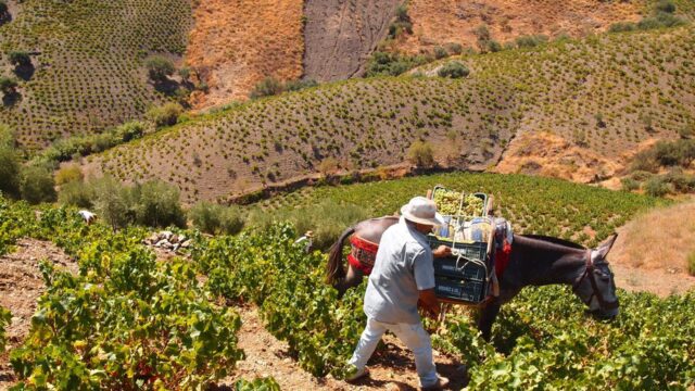 La Axarquía reclama ayudas para los agricultores de la uva pasa moscatel, con pérdidas que llegan hasta el 70%