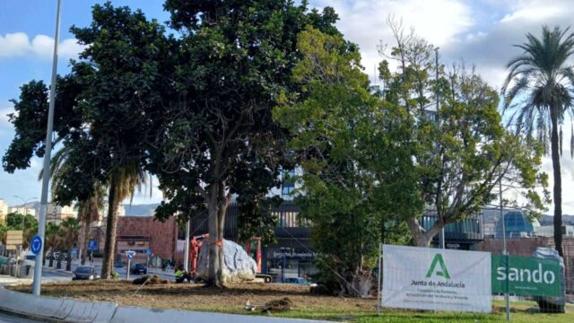 La Prolongación del Metro culmina el trasplante del ficus singular en su nueva ubicación