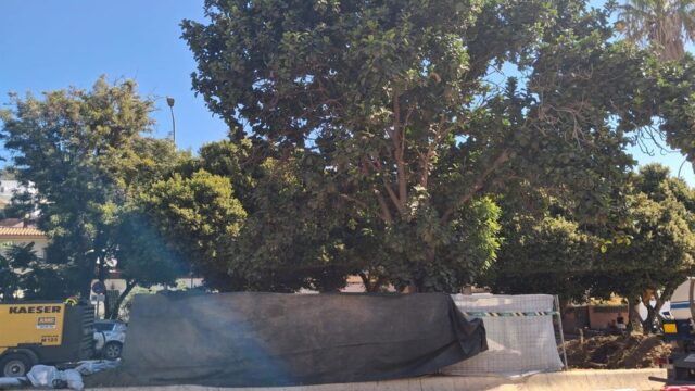 Trasplantarán un ficus singular con motivo de las obras del tercer tramo de la prolongación del metro