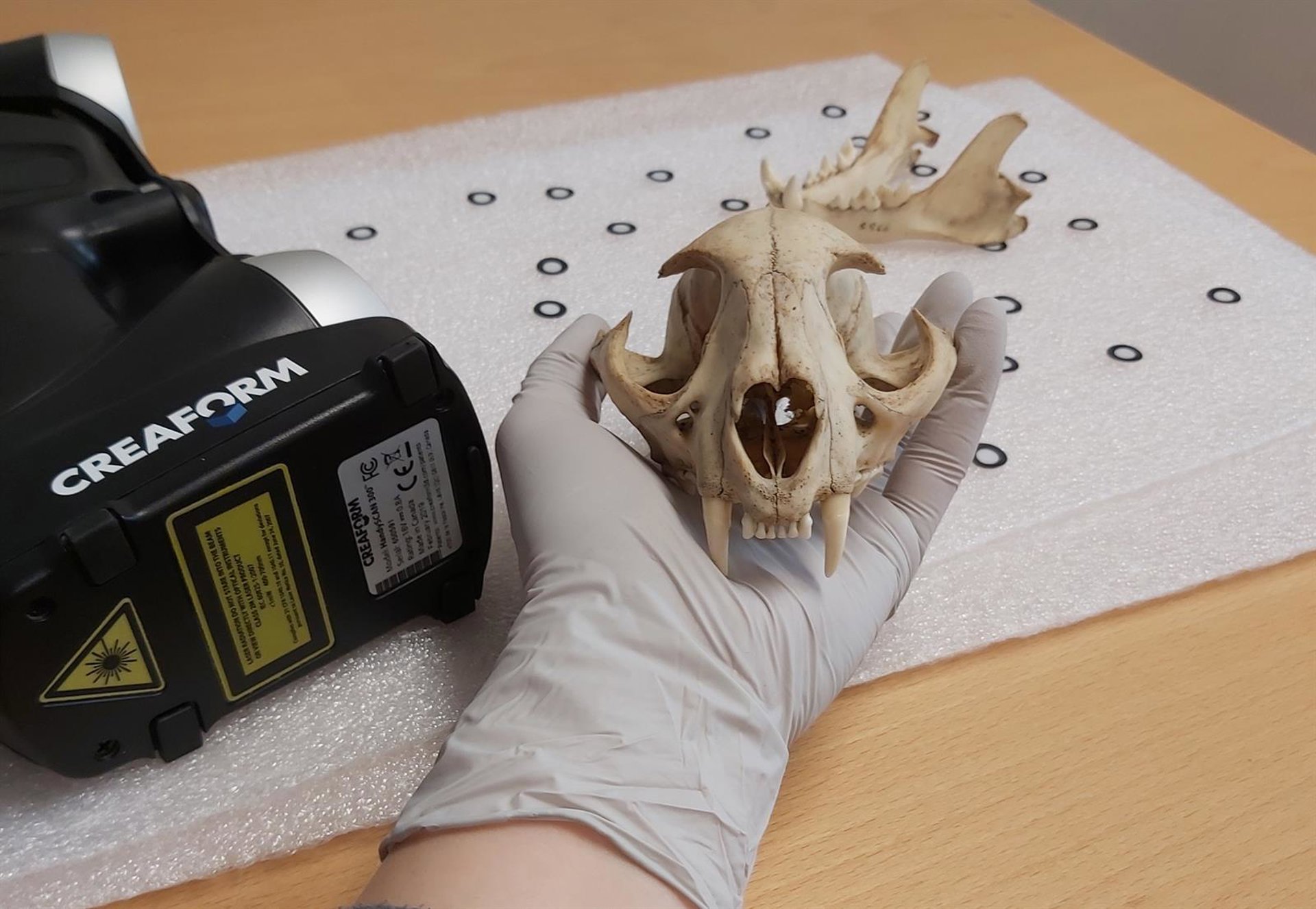 Un estudio revela una limitación evolutiva clave en la dentición de los mamíferos