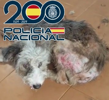 AMPL.- Detenida tras rescatar la Policía a 61 perros y gatos, algunos recluidos a oscuras en muebles