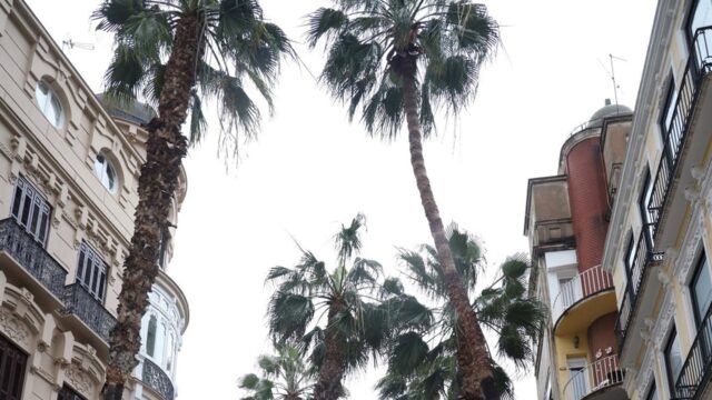 Ayuntamiento licita por 95.000 euros para proyecto sombreado con nuevos árboles y bancos en el puente de Tetuán