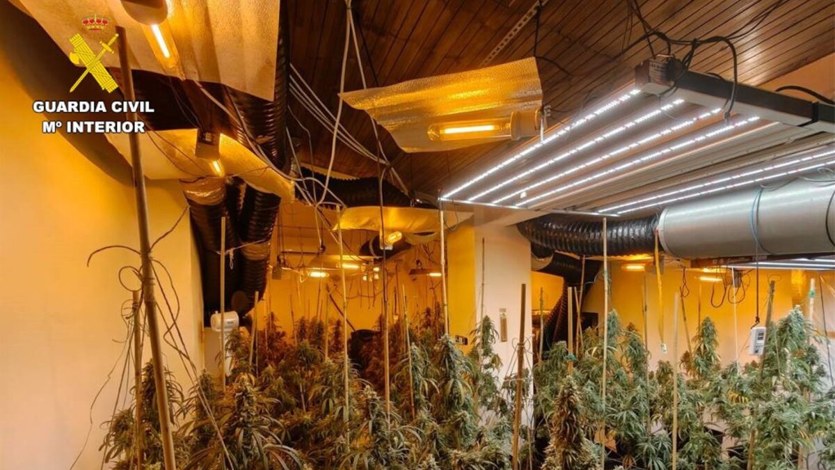 Detenidas dos personas y una investigada tras intervenir 119 plantas de marihuana