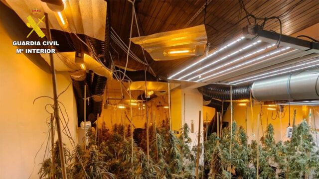 Detenidas dos personas y una investigada tras intervenir 119 plantas de marihuana