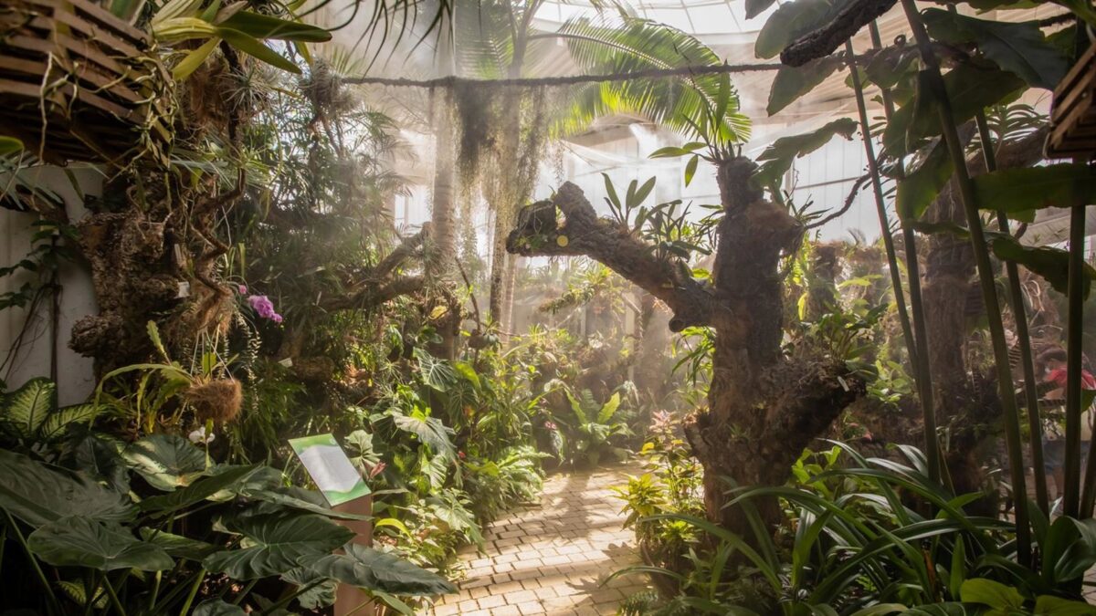 El Orquidario de Estepona tendrá una instalación pionera en la que las orquídeas crearán música en directo