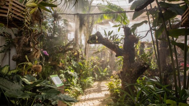 El Orquidario de Estepona tendrá una instalación pionera en la que las orquídeas crearán música en directo