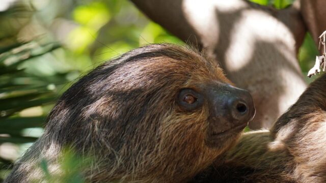 El perezoso, protagonista en Bioparc Fuengirola en su día mundial