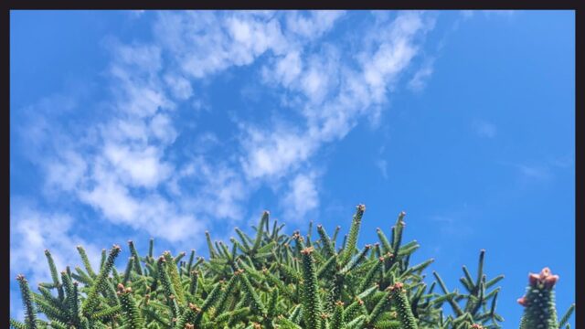 La Diputación y Fundación Unicaja buscan nuevos refugios para el pinsapo ante el cambio climático