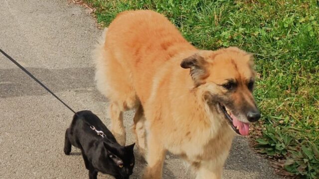 La provincia de Málaga cuenta con más de 575.600 animales de compañía registrados