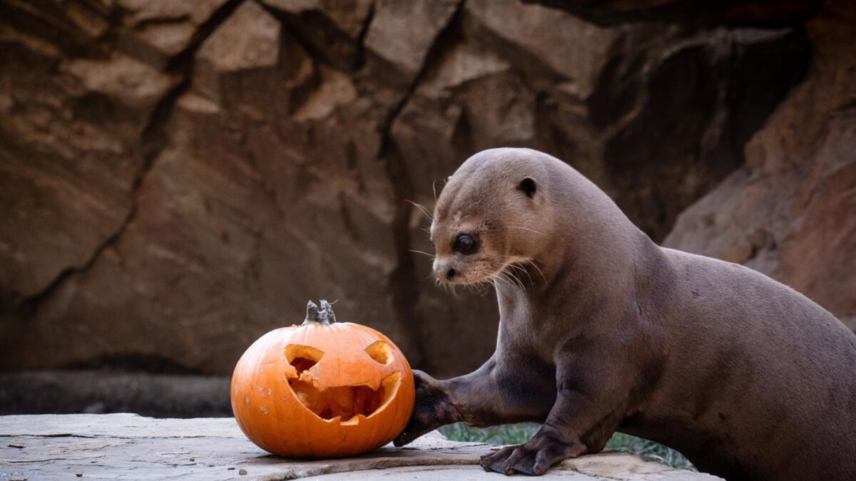 Las calabazas de Halloween llegan a Bioparc Fuengirola