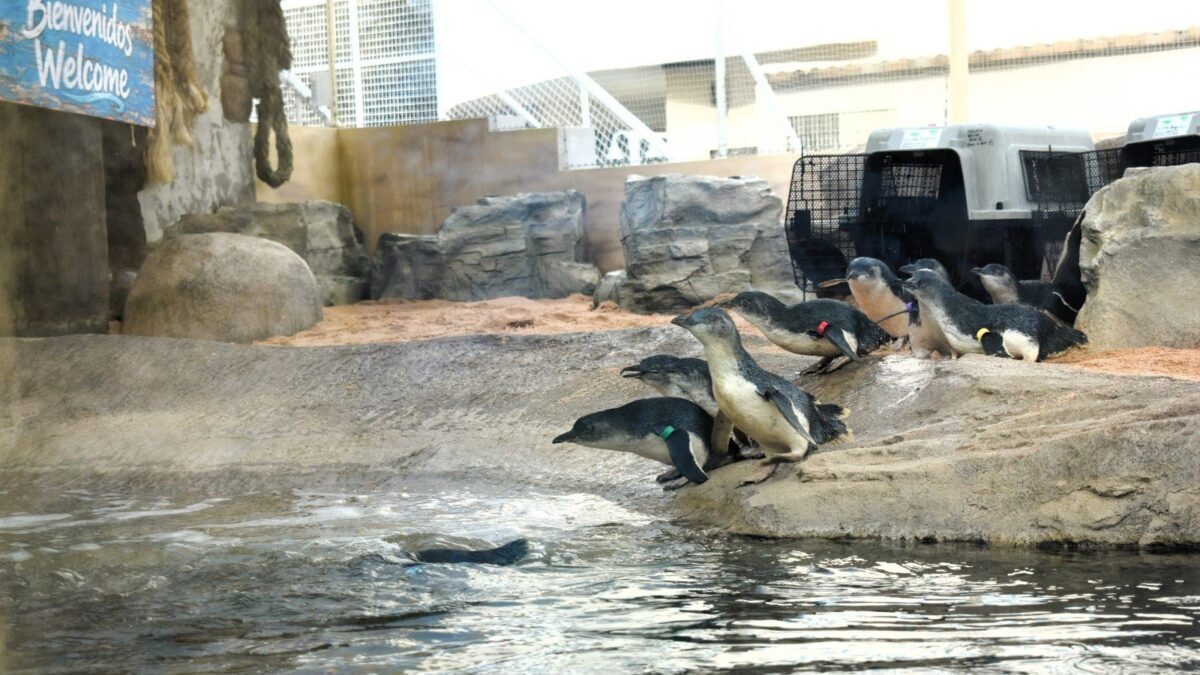 Los pingüinos azules, los más pequeños del mundo, llegan a Sea Life Benalmádena